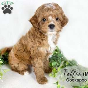 Toffee, Cockapoo Puppy