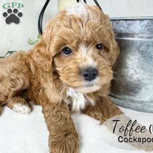 Toffee, Cockapoo Puppy