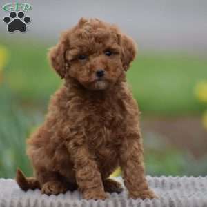Tonya, Toy Poodle Puppy