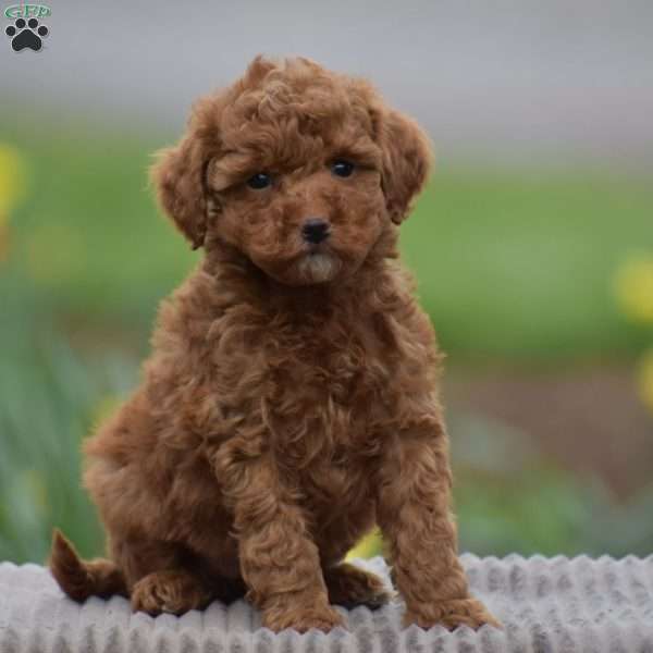 Tonya, Toy Poodle Puppy