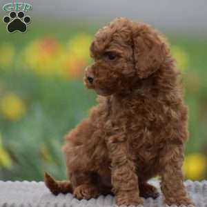 Tonya, Toy Poodle Puppy
