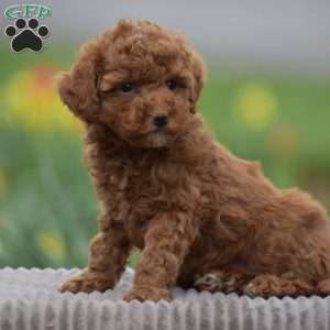 Tonya, Toy Poodle Puppy