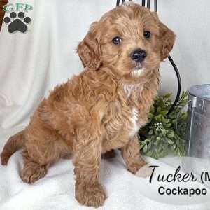 Tucker, Cockapoo Puppy