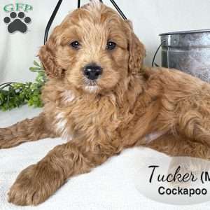 Tucker, Cockapoo Puppy