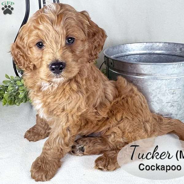 Tucker, Cockapoo Puppy