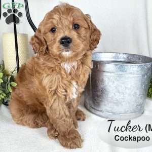 Tucker, Cockapoo Puppy