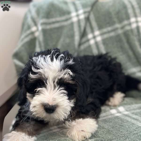 Wells, Mini Bernedoodle Puppy