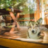 welsh corgi looking intently out of a glass door towards forest