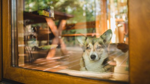 Why is My Dog Obsessed With Squirrels?