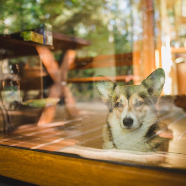 welsh corgi looking intently out of a glass door towards forest