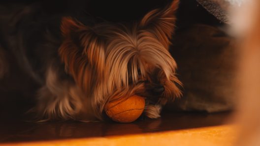 Why Do Dogs Hide Things Under Furniture?