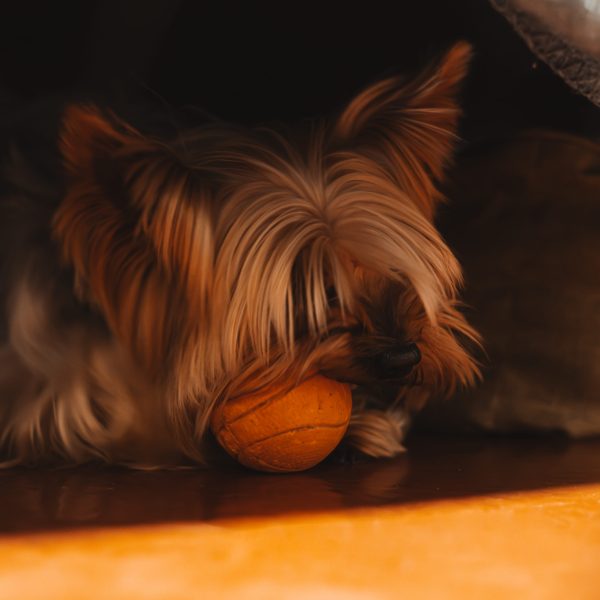 yorkshire terrier hiding dog toy under furniture