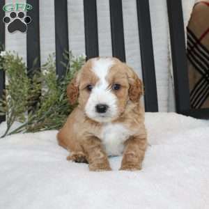 Fiasco, Mini Goldendoodle Puppy