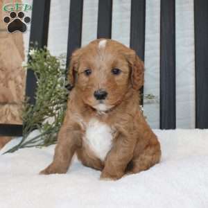 Fin, Mini Goldendoodle Puppy