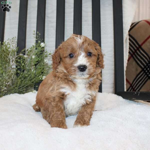 Frank, Mini Goldendoodle Puppy