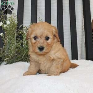 Freddy, Mini Goldendoodle Puppy