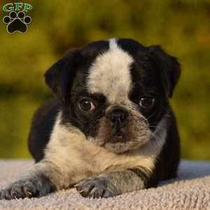 Sharon, Pug Puppy