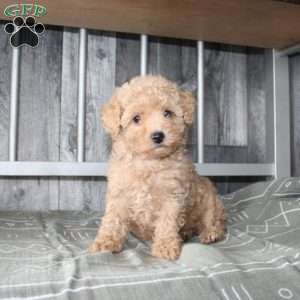 Beth, Miniature Poodle Puppy