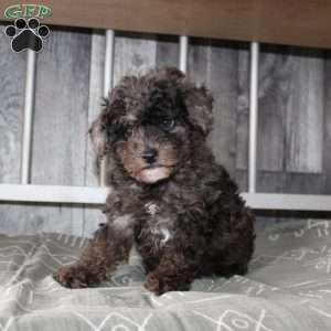 Bently, Miniature Poodle Puppy