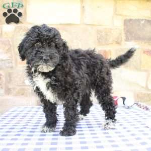 Jessie, Labradoodle Puppy