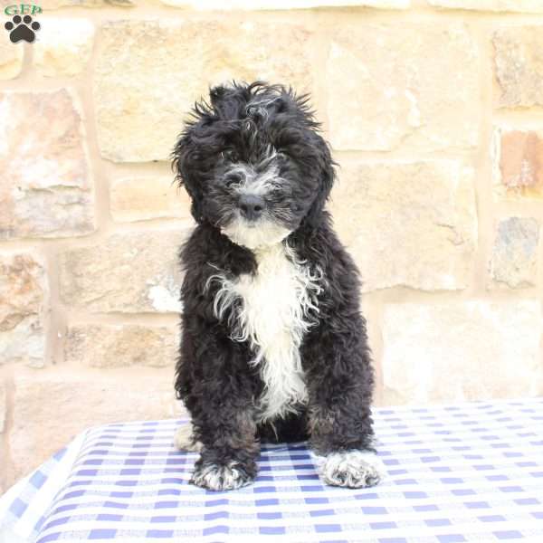Jeff, Labradoodle Puppy