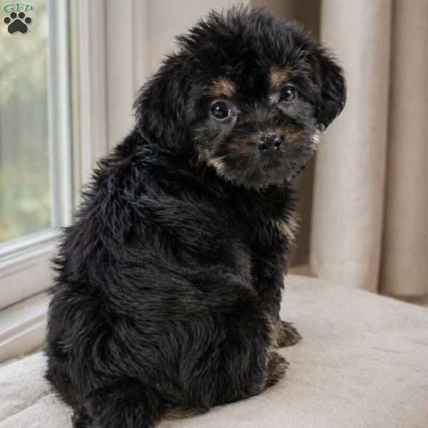 LEO, Yorkie Puppy
