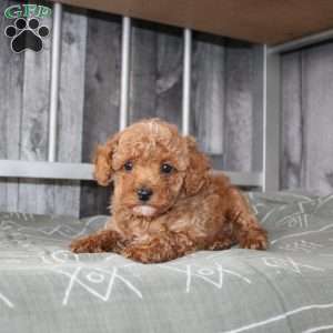 Barry, Miniature Poodle Puppy