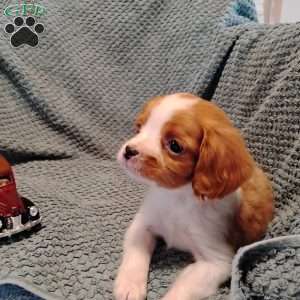 Tommy, Cavalier King Charles Mix Puppy