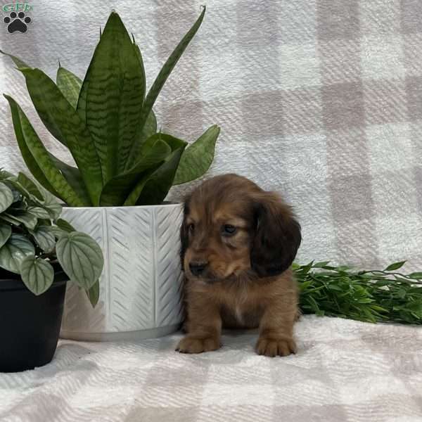 Bailey-mini, Dachshund Puppy