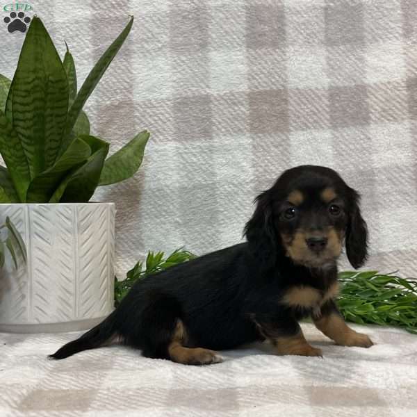 Lexi-mini, Dachshund Puppy
