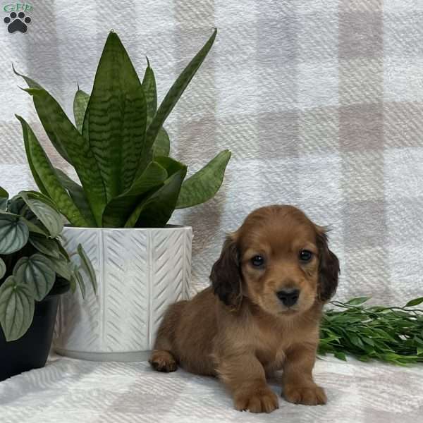Bentley-mini, Dachshund Puppy