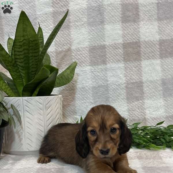 Lula -mini, Dachshund Puppy