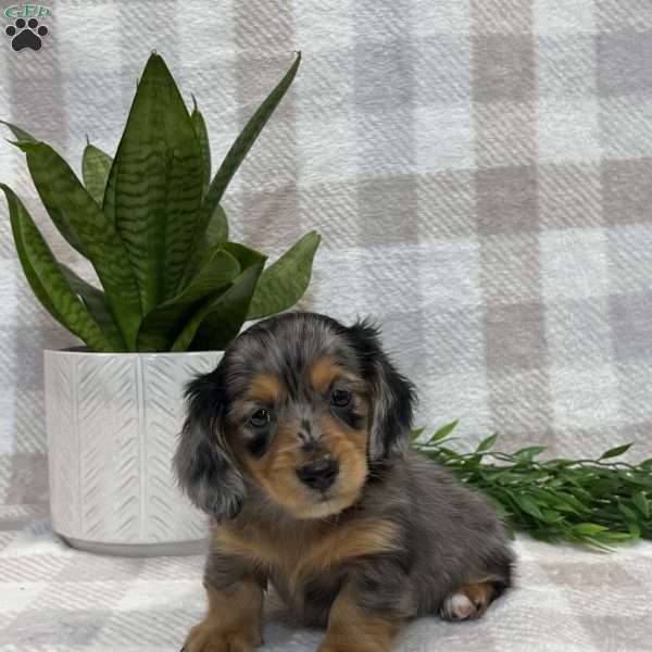 Brody-mini, Dachshund Puppy