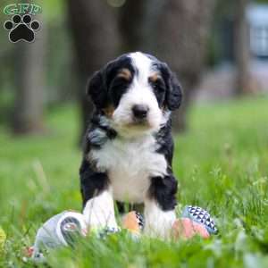 Ginger, Bernedoodle Puppy