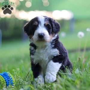 Ginger, Bernedoodle Puppy