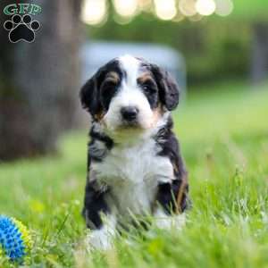 Ginger, Bernedoodle Puppy