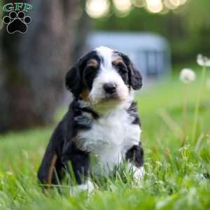 Ginger, Bernedoodle Puppy