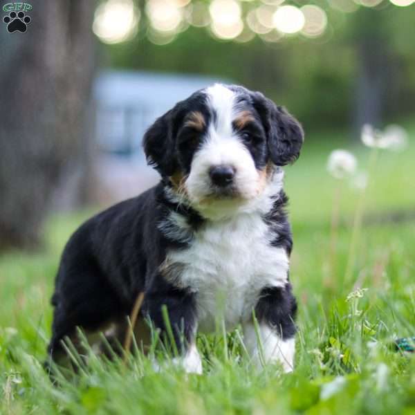 Ginger, Bernedoodle Puppy