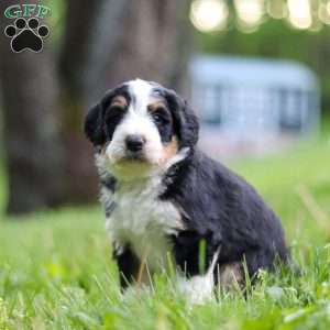 Ginger, Bernedoodle Puppy