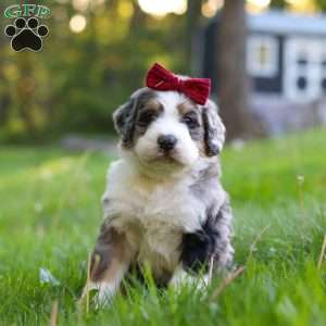 Dolly, Bernedoodle Puppy