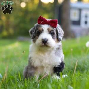 Dolly, Bernedoodle Puppy