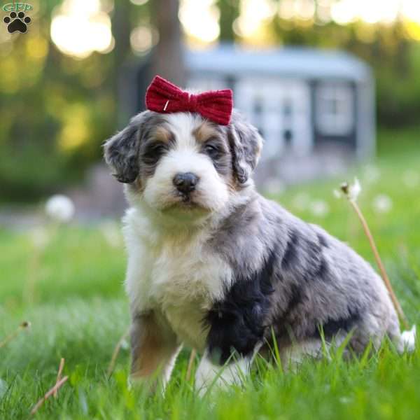 Dolly, Bernedoodle Puppy