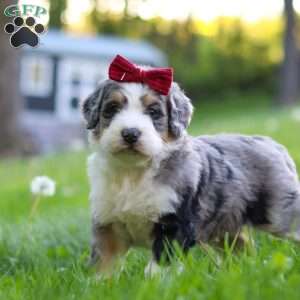 Dolly, Bernedoodle Puppy