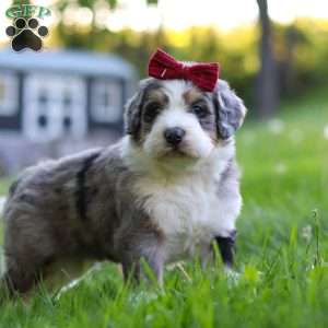 Dolly, Bernedoodle Puppy