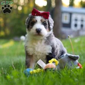 Dolly, Bernedoodle Puppy