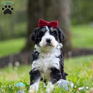 Daisy, Bernedoodle Puppy