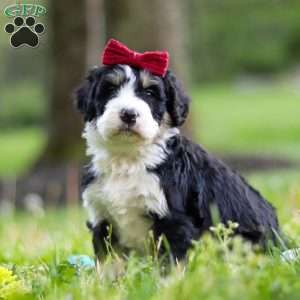 Daisy, Bernedoodle Puppy