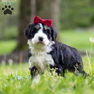 Daisy, Bernedoodle Puppy