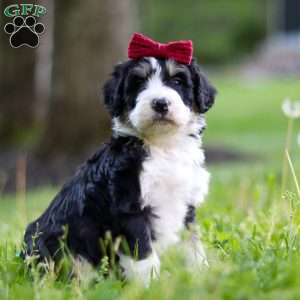 Daisy, Bernedoodle Puppy