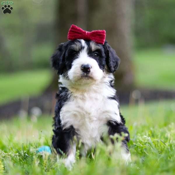 Daisy, Bernedoodle Puppy